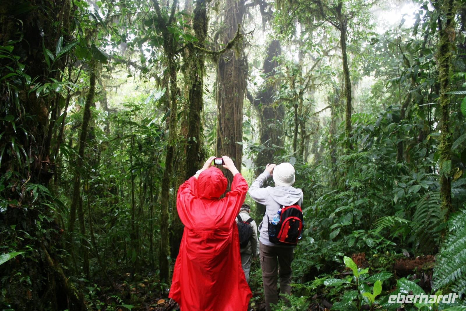Wanderung im Regenwald &ndash; &copy; Annett Müller (Eberhardt TRAVEL)